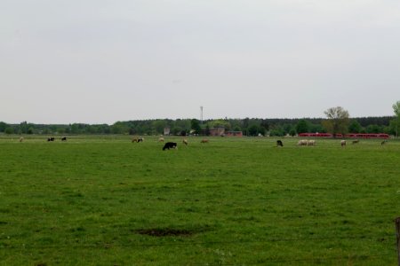 Meadow in Sommerfeld 2020-05-10 13