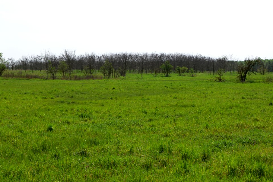 Meadow in Ragow 2021-05-11 07