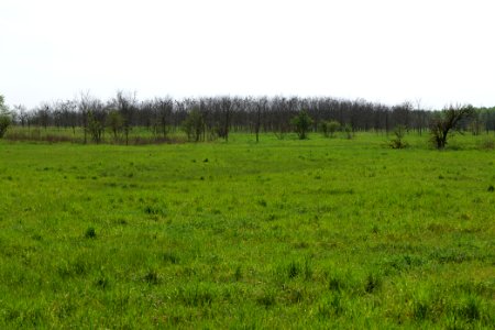Meadow in Ragow 2021-05-11 07