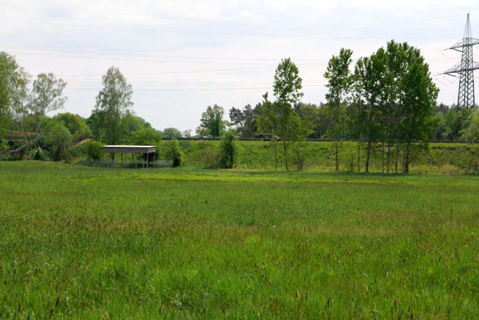 Meadow in Pinnow 2020-05-10 08