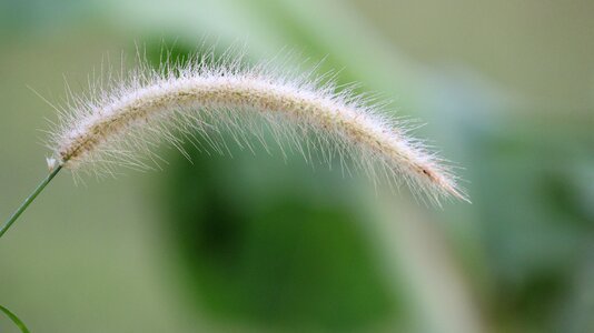 Flower plant flowering grass