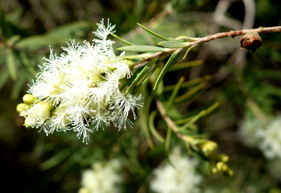 Melaleuca linariifolia - Leaning Pine Arboretum - DSC05487