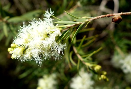 Melaleuca linariifolia - Leaning Pine Arboretum - DSC05487 photo