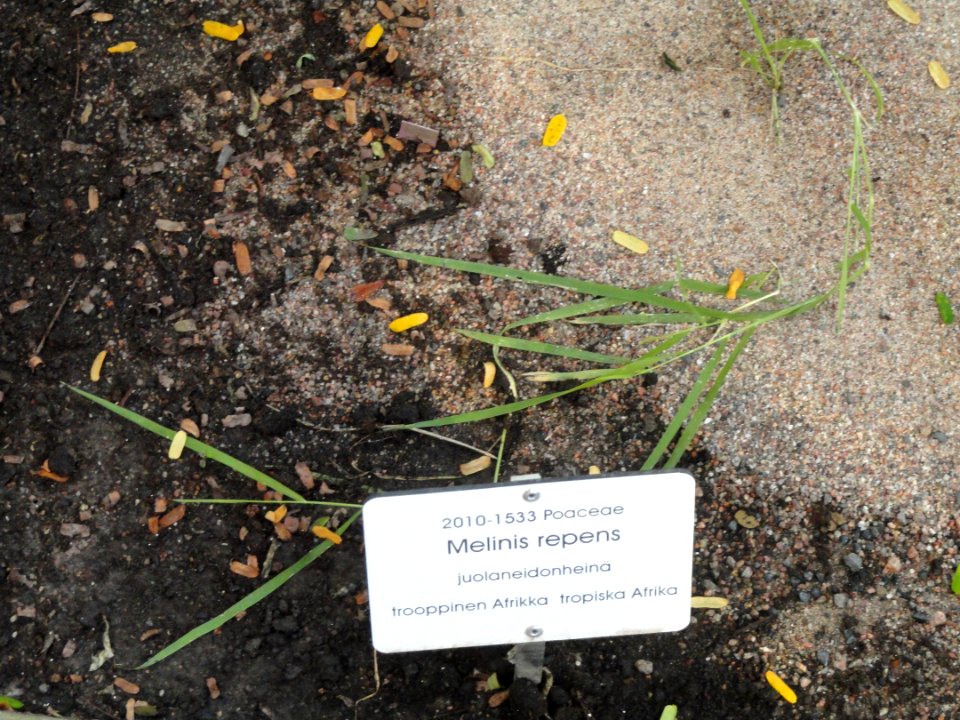 Melinis repens - Botanical Garden in Kaisaniemi, Helsinki - DSC03672