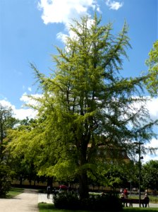 Merseburg Schlossgarten ND Ginkgo1