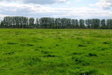 Meadow in Nauen 2020-05-15 09