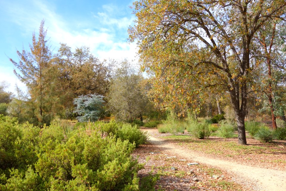 McConnell Arboretum & Botanical Gardens - Redding, California - DSC03010