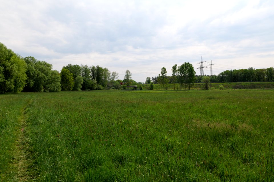 Meadow in Pinnow 2020-05-10 10