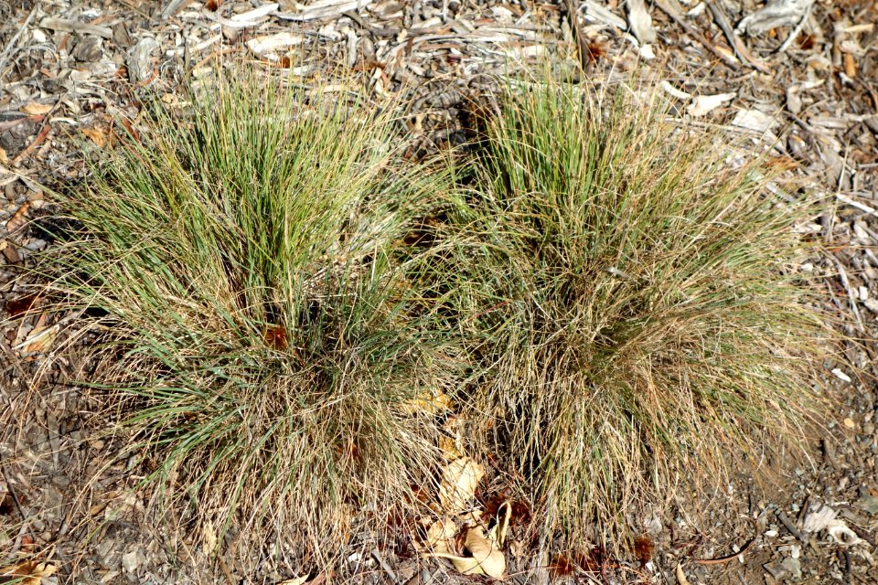 Melinis nerviglumis (Rhynchelytrum nerviglume) - Leaning Pine Arboretum - DSC05691