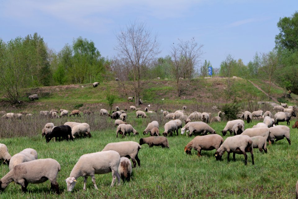 Meadow in Rangsdorf 2021-05-11 01