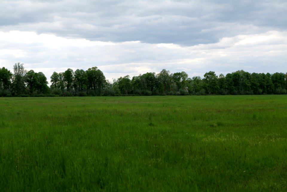 Meadow in Kremmen 2020-05-15 05