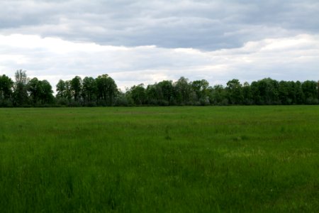 Meadow in Kremmen 2020-05-15 05