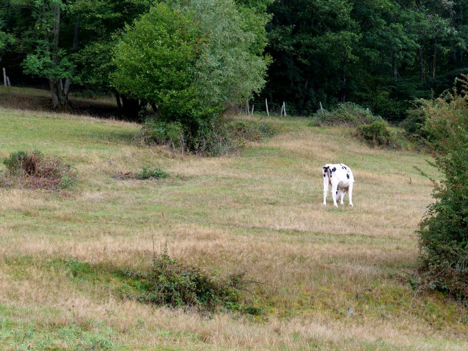 Meadow in Rurberg in September 2019 06