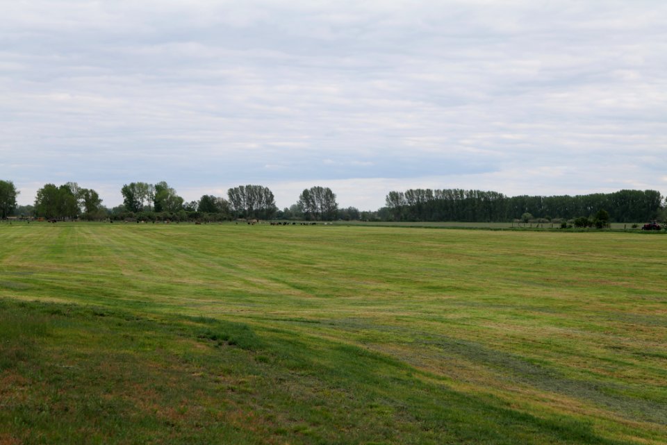 Meadow in Fehrbellin 2020-05-15 12