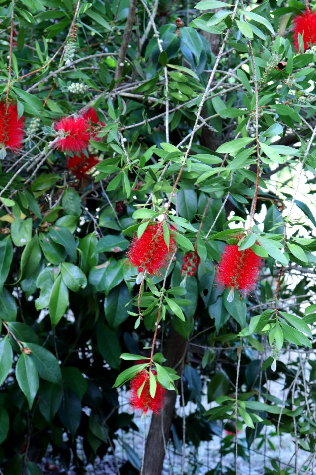 Melaleuca citrina syn. Callistemon citrinus public domain IMG 9927