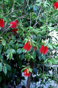 Melaleuca citrina syn. Callistemon citrinus public domain IMG 9927