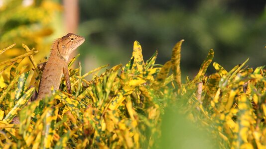 Nature thailand reptile