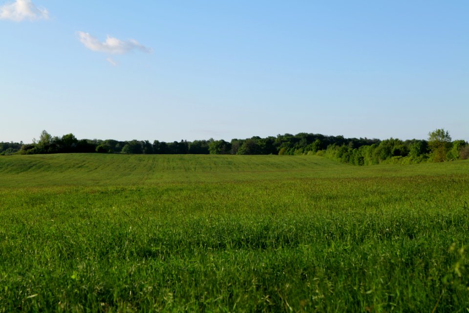 Meadow in Temmen-Ringenwalde 2021-05-29 32