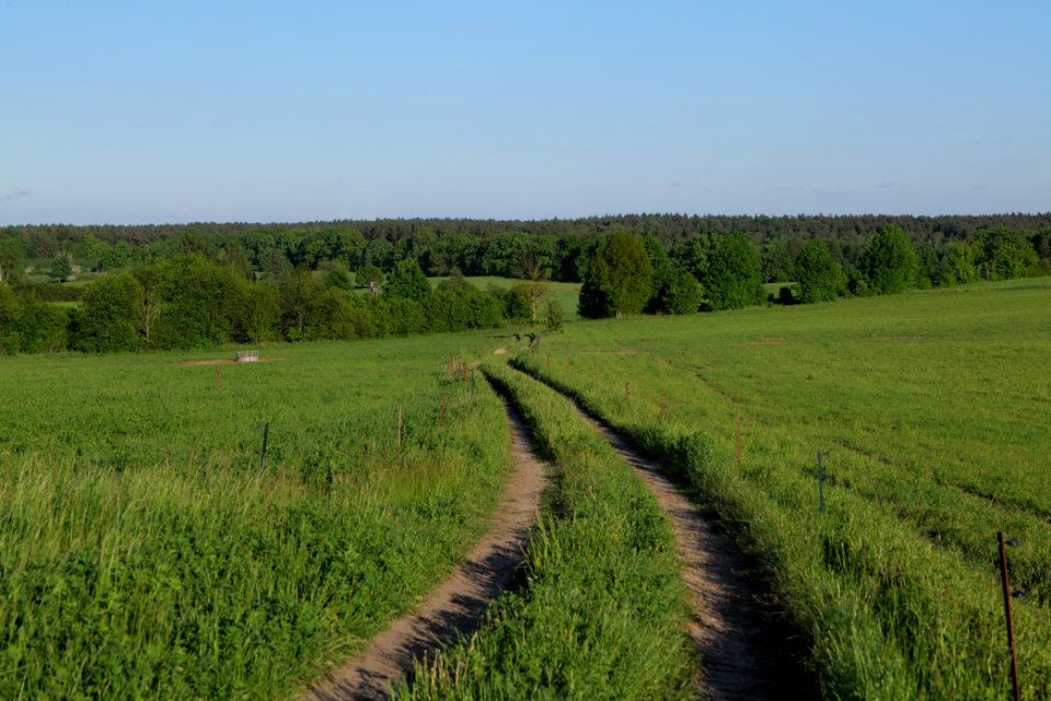 Meadow in Temmen-Ringenwalde 2021-05-29 19