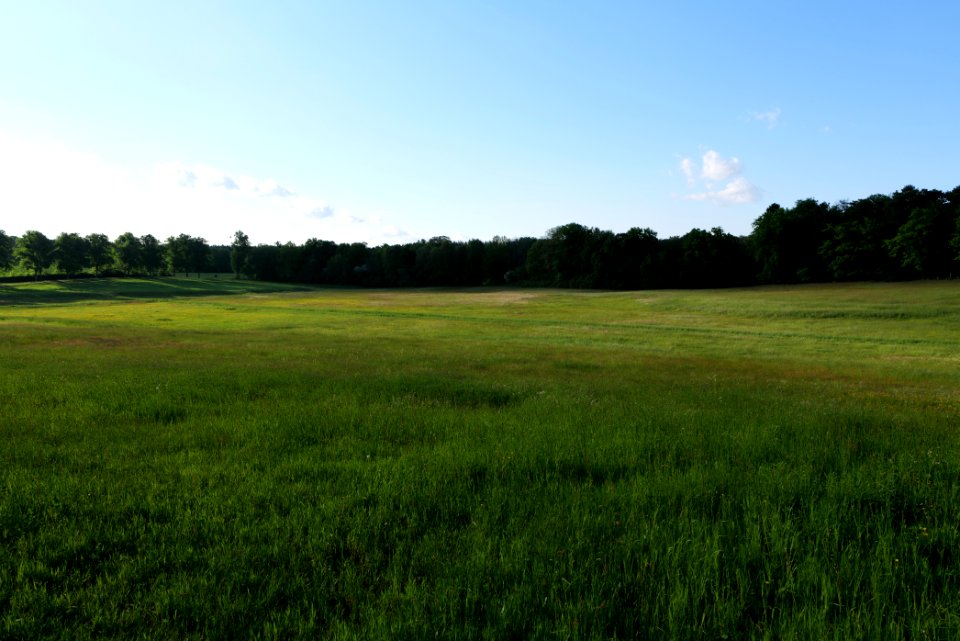 Meadow in Temmen-Ringenwalde 2021-05-29 07