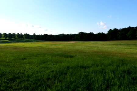 Meadow in Temmen-Ringenwalde 2021-05-29 07