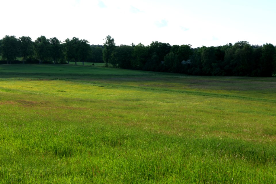 Meadow in Temmen-Ringenwalde 2021-05-29 09