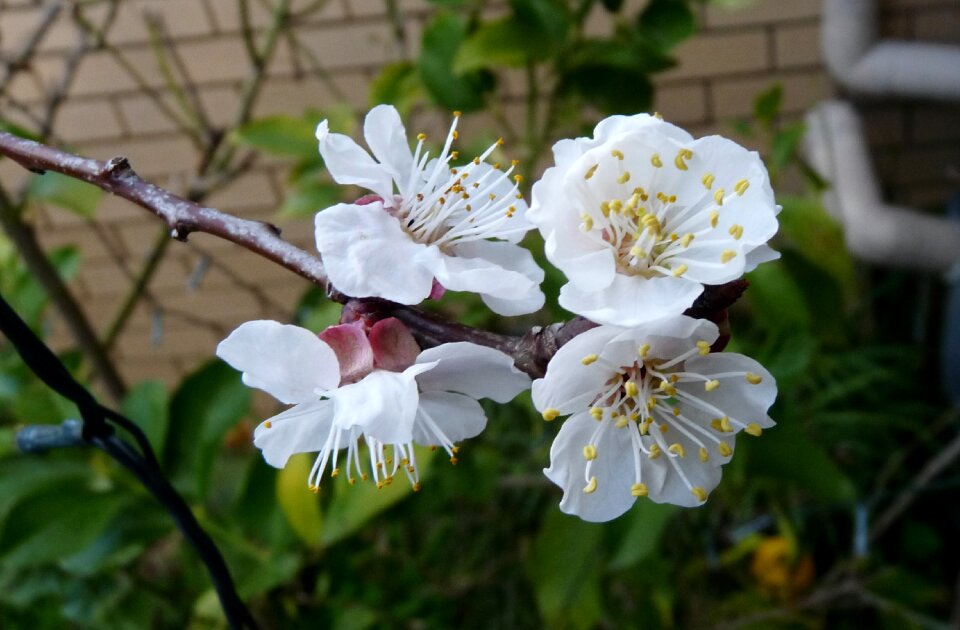 Flowers garden nature
