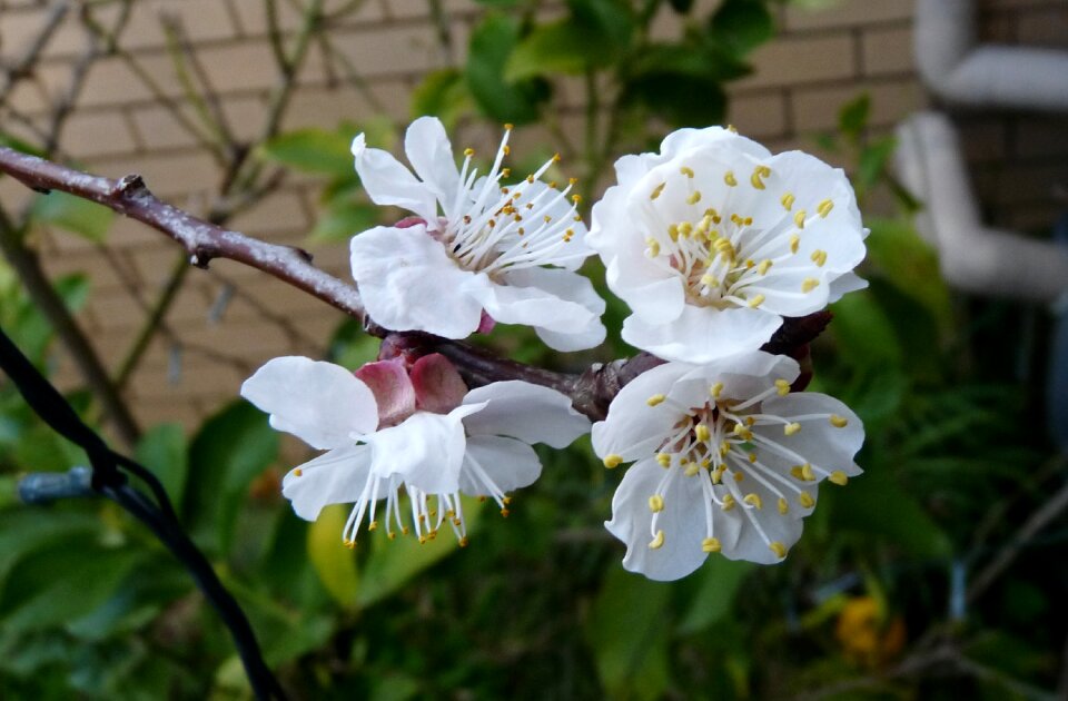 Flowers garden nature photo