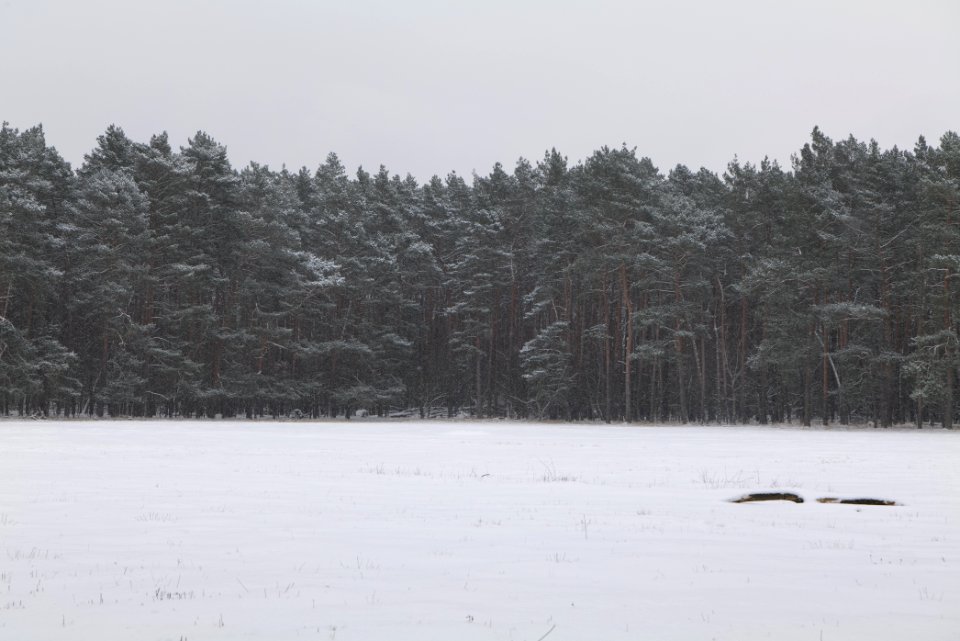 Meadow in the northwest of the Spandauer Forst with snow 2021-02-09 03