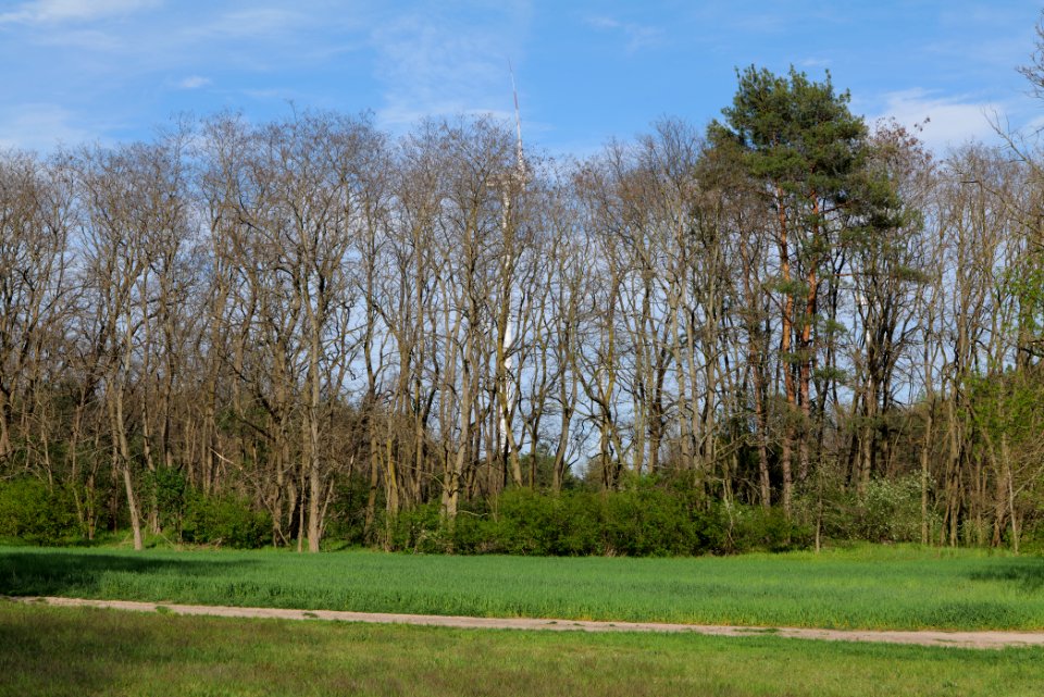 Meadow in Zossen 2021-05-09 07