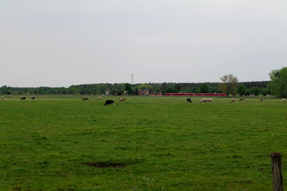 Meadow in Sommerfeld 2020-05-10 15