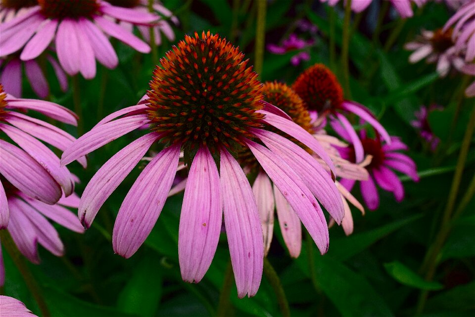 Nature floral plant