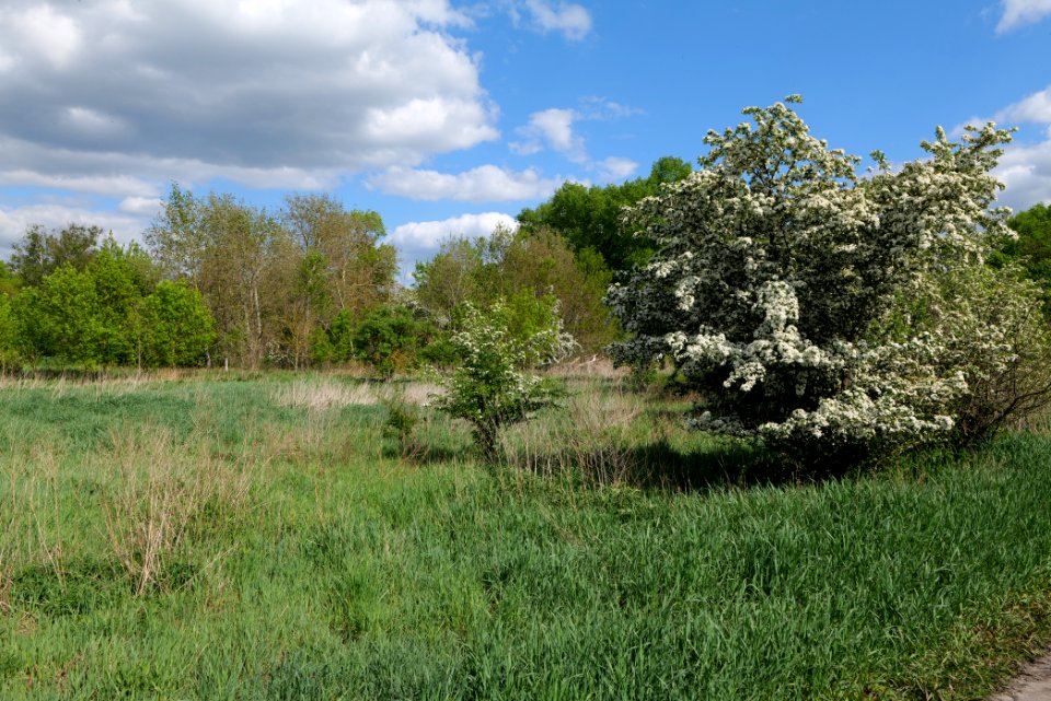 Meadow in Nauen 2020-05-15 02