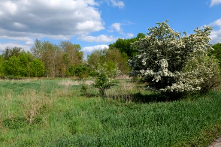 Meadow in Nauen 2020-05-15 02