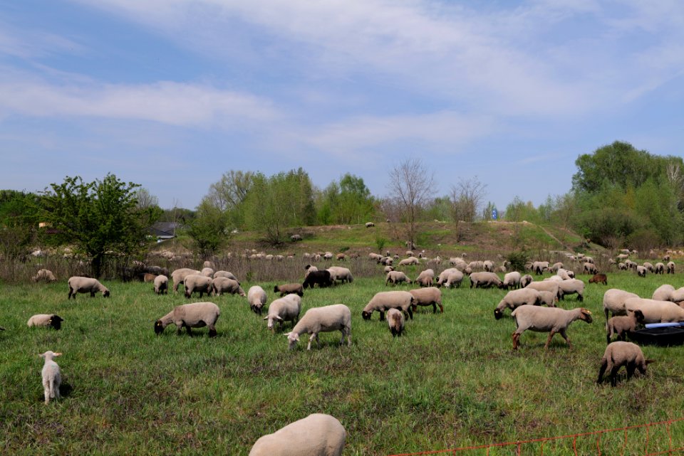 Meadow in Rangsdorf 2021-05-11 04