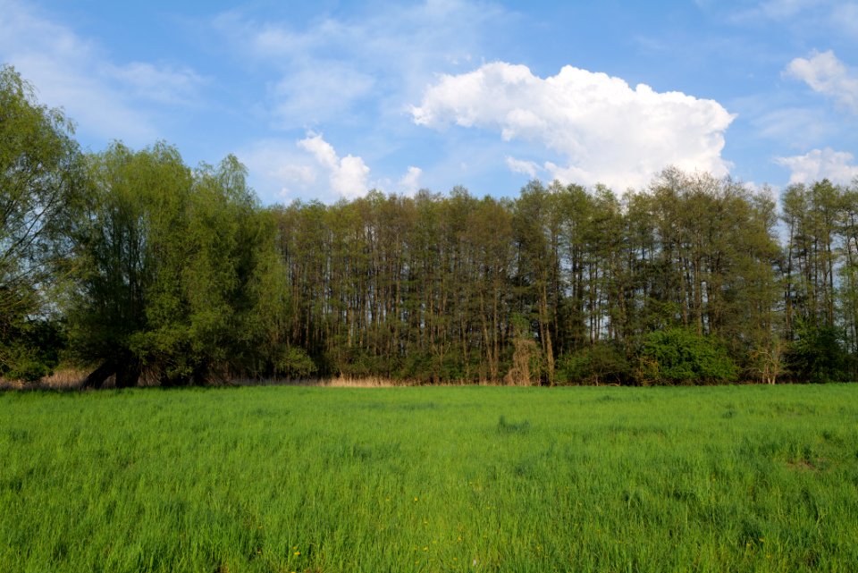 Meadow in Groß Kienitz 2021-05-11 02