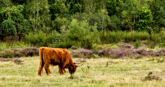 Drover heath eifel landscapes