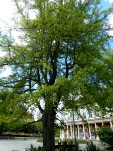 Merseburg Schlossgarten ND Ginkgo2