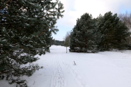 Meadow Fichtewiese Erlengrund Spandauer Forst with snow 2021-02-10 03