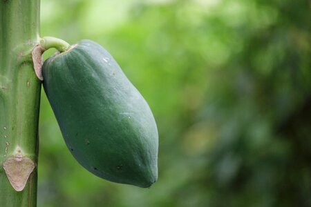 Plant fruit papaya tree