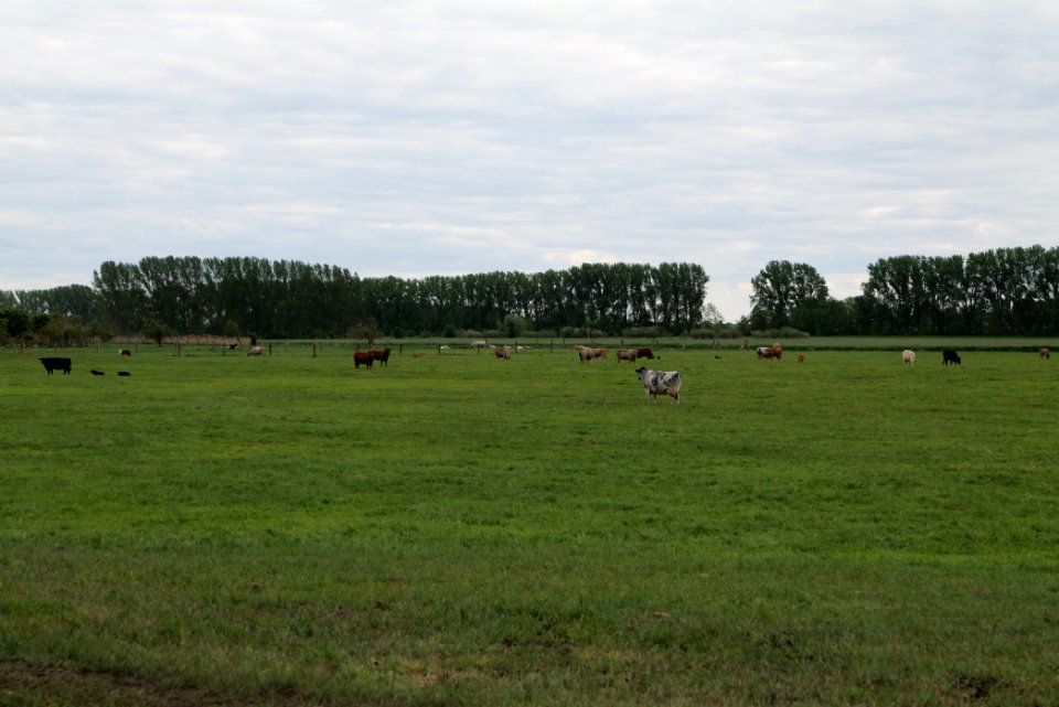 Meadow in Fehrbellin 2020-05-15 16