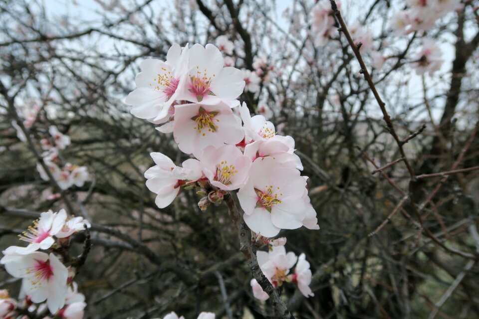 Spring plant beautiful