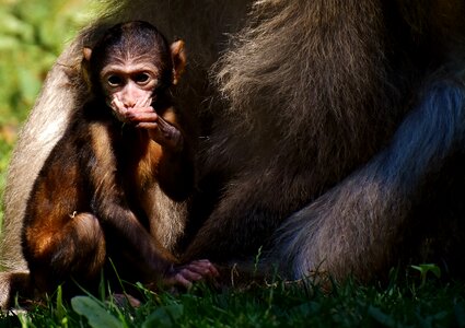 Endangered species monkey mountain salem animal