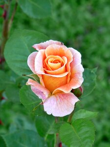 Pink floribunda beauty