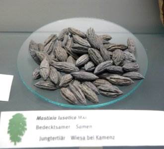 Mastixia lusatica fossil seeds - Botanischer Garten, Dresden, Germany - DSC08503