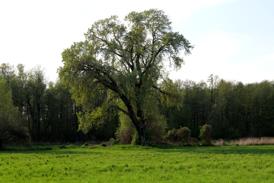 Meadow in Brusendorf 2021-05-11 10