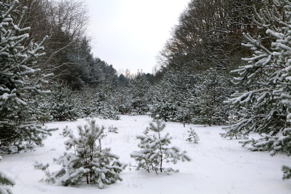 Meadow in the east of the Spandauer Forst with snow 2021-02-10 05