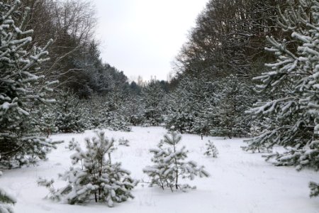 Meadow in the east of the Spandauer Forst with snow 2021-02-10 05