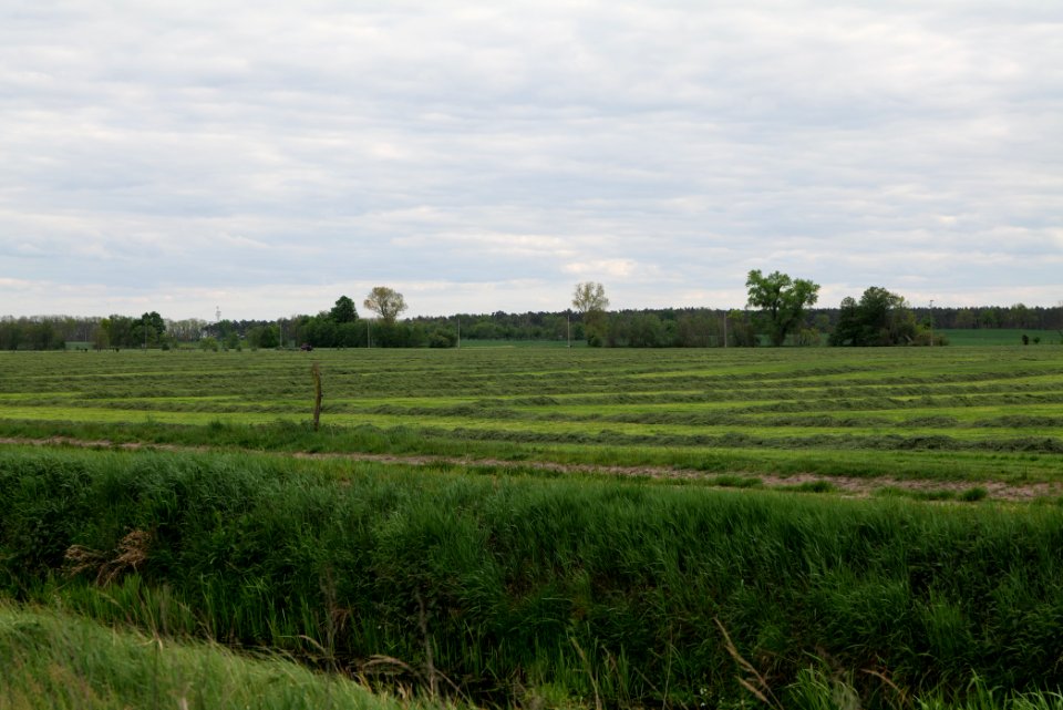 Meadow in Fehrbellin 2020-05-15 06