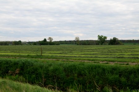 Meadow in Fehrbellin 2020-05-15 06